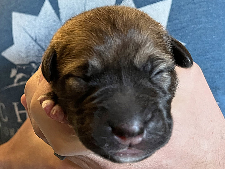 chinook puppy